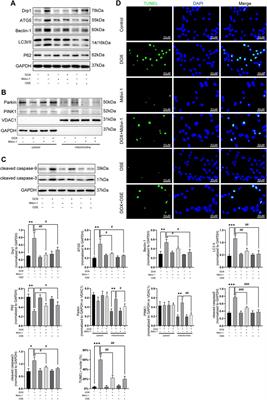 Neuraminidase1 Inhibitor Protects Against Doxorubicin-Induced Cardiotoxicity via Suppressing Drp1-Dependent Mitophagy